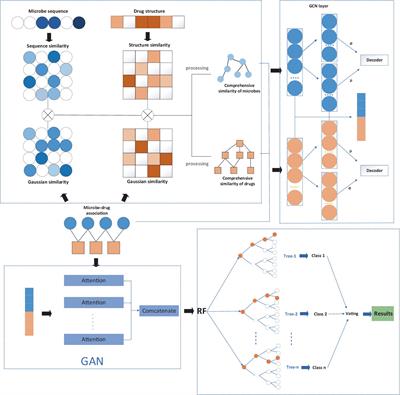 Prediction of microbe–drug associations based on a modified graph attention variational autoencoder and random forest